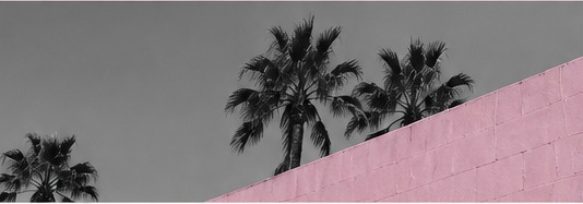 Pink wall and palm trees